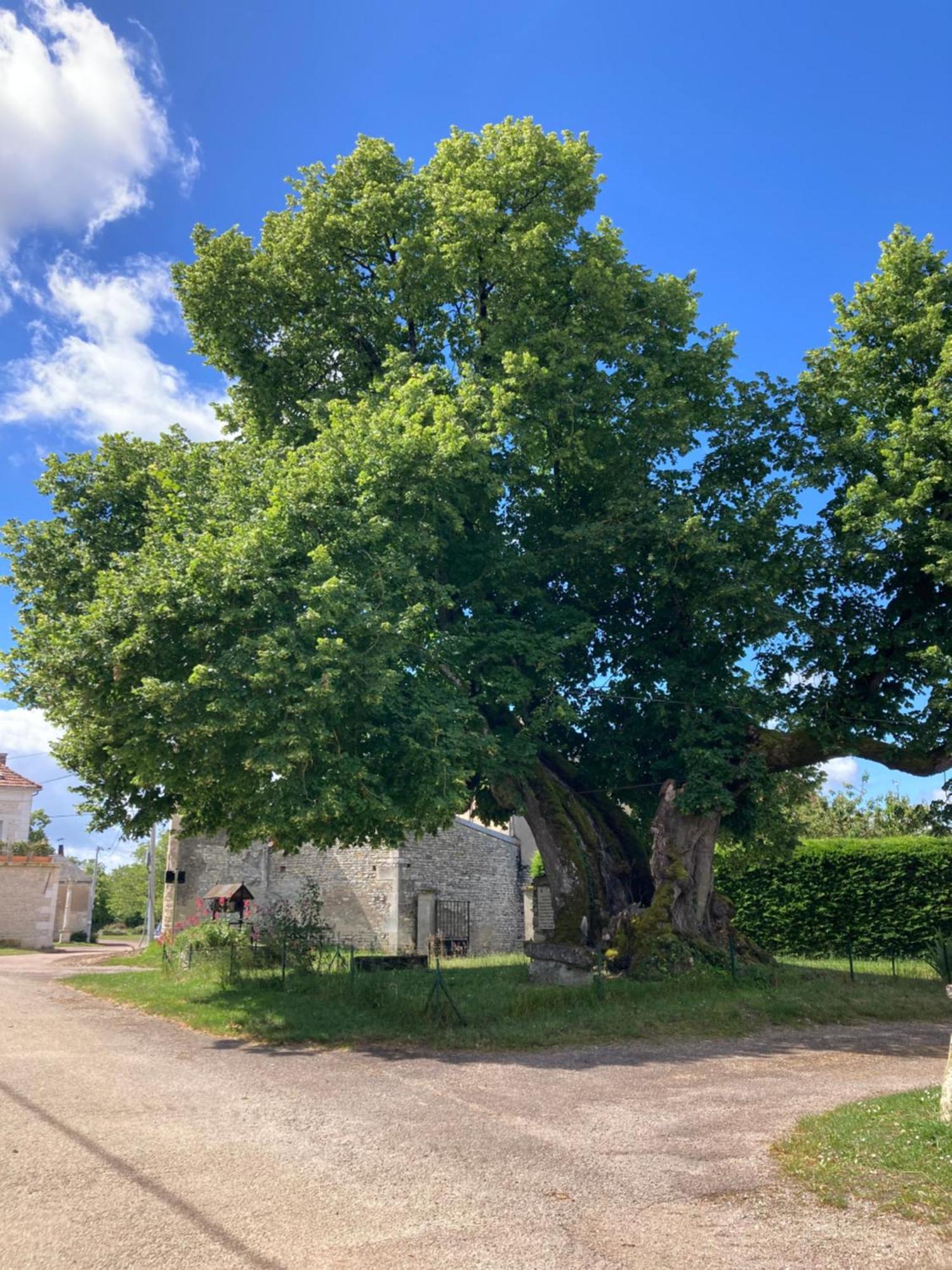 Longere Campagne 10 Pers. Proche Guedelon Villa Sougeres-en-Puisaye Exteriör bild